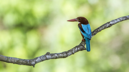 White-throated kingfisher in Bardia national park, Nepal