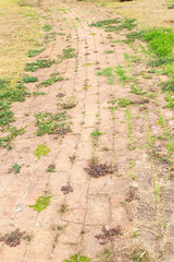 The Stone block walk path in the park with green grass