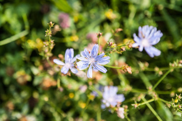 Chicory flowers on green background