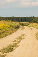 Hot sunny day, road to meadow with wildflowers