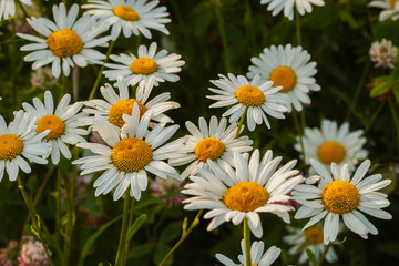 Daisy, charming flower, symbol of beauty  nature