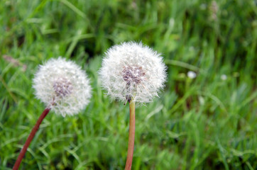 Closeup of dandelion outdoors over green grass