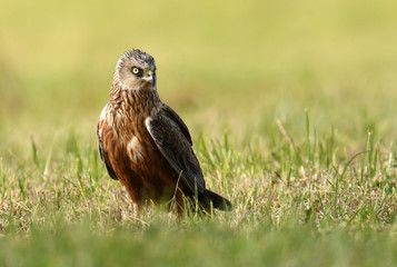 Marsh harrier (Circus aeruginosus) in spring scenery