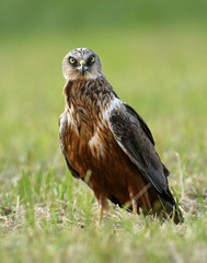 Marsh harrier (Circus aeruginosus) in spring scenery