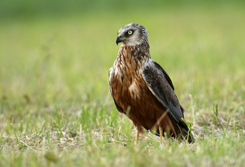 Marsh harrier (Circus aeruginosus) in spring scenery