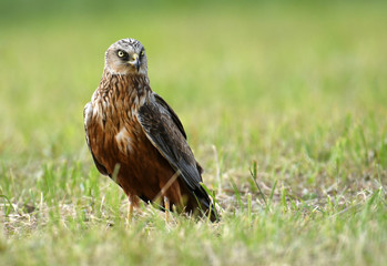 Marsh harrier (Circus aeruginosus) in spring scenery