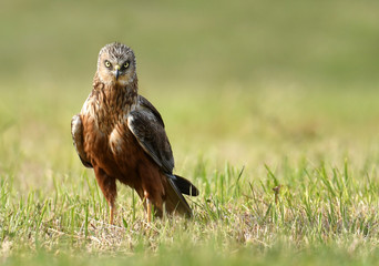 Marsh harrier (Circus aeruginosus) in spring scenery