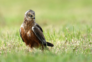 Marsh harrier (Circus aeruginosus) in spring scenery
