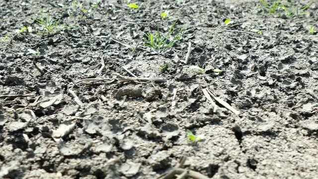 Panning over a dried up field floor in the middle of a summer drought