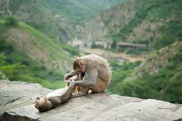 Mother monkey grooming for her baby near Galta Temple, Galwar Bagh, Monkey Temple in Jaipur, India. The temple is famous for large troop of monkeys who live here.