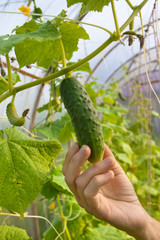 Naklejka na ściany i meble hand picking cucumber in the greenhouse
