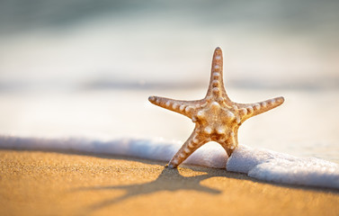 Fototapeta na wymiar Starfish on sandy beach.