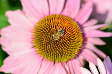 Biene beim Nektar sammeln