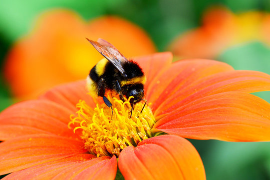 Hummel beim Nektar sammeln