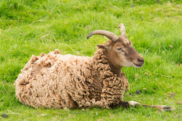 Scottish sheep