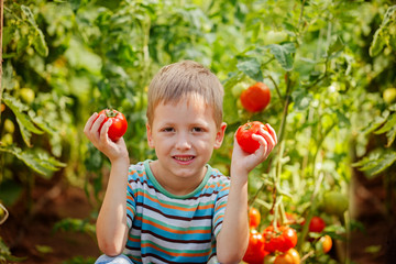 Fototapeta na wymiar Portrait of little boy holding ripe tomatoes in the greenhouse.