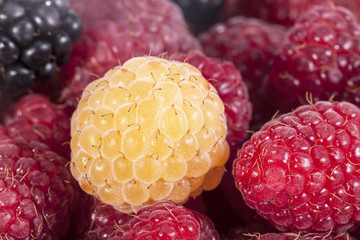 background of group of colorful raspberries macro