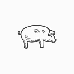 Pig sketch icon.