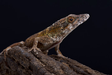 Jamaican twig anole (Anolis valencienni), Jamaica
