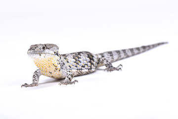 Deppe's Arboreal Alligator, lizard (Abronia deppii), Mexico