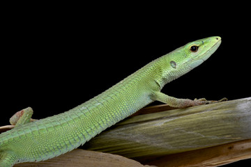 Miyako grass lizard (Takydromus toyama), Miyakojima island, Japan