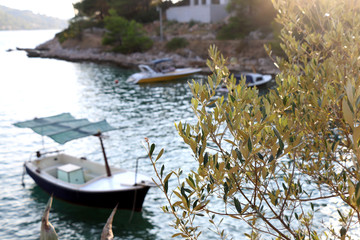 Obraz na płótnie Canvas Olive tree growing on the shore. Small boat in the background. Selective focus. 