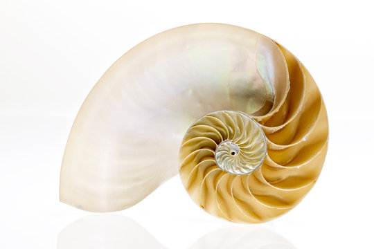Nautilus