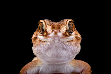South African Ground Gecko (Chondrodactylus angulifer), Namibia