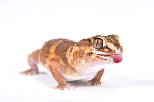 South African Ground Gecko (Chondrodactylus angulifer angulifer), Namibia