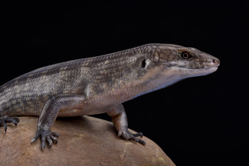 Solomon Island Ground skink (Eugongylus albofasciatus),Solomon islands, Papua New Guinea