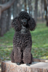 black poodle sitting on a stump