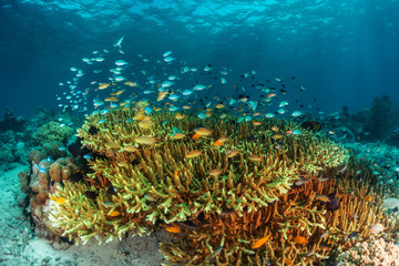 Obraz na płótnie Canvas Coral