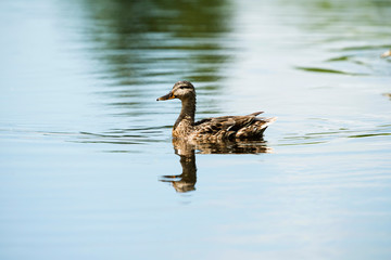 Portrait of a mallard duck (Anas platyrhynchos) swimming in ditc