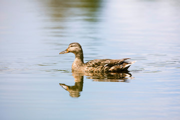 Portrait of a mallard duck (Anas platyrhynchos) swimming in ditc