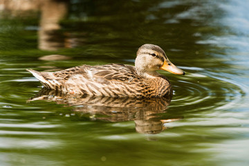 Close-up portrait of a mallard duck (Anas platyrhynchos) swimmin