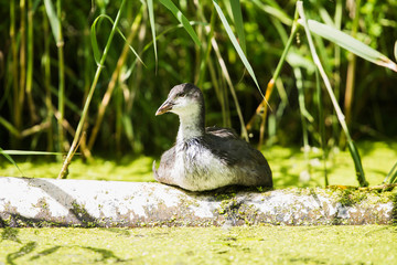 Youngster coot resting on tree trunk near reed. Leiden. Zuid-Hol