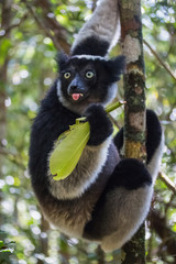 Lemur