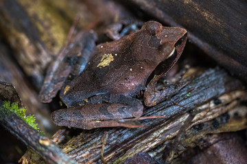 Frog