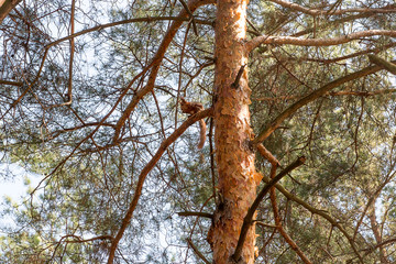 The curious squirrel on a pine trunk