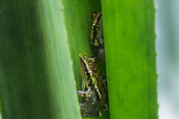Frog on the green leaf