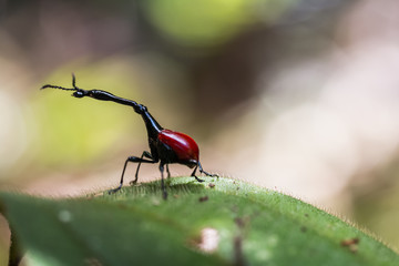 Madagascar