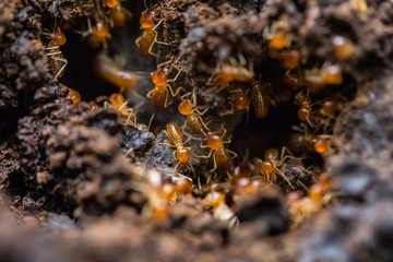 Big ants