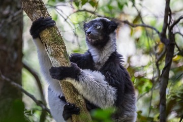Lemur