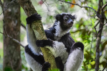 Lemur