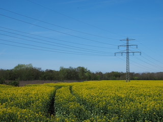 Rapsfeld in Stadtn&auml;he 