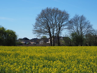 Rapsfeld in Stadtn&auml;he 