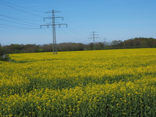 Rapsfeld in Stadtnähe