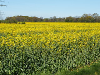 Obraz premium Rapsfeld in Stadtnähe 