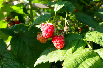 Raspberry on a bush