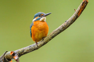 Eisvogel 